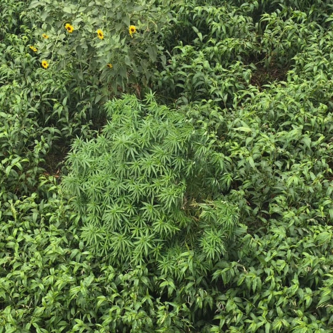 No es la primera vez que localizan esta planta en este espacio.